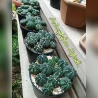 ราคา แอสโตร ลูกผสม กระบองเพชร แอสโตรไฟตัม แอสทีเรียส.แคปริคอร์น.ออนาตัม Astrophytum asterias Hybrid. (6591680927)
