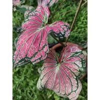 ราคา [ บอนสี ] บอนสีฮกหลง ฮกหลง ราชินีไม้ใบ ไม้มงคล กัดสีแล้วส่งทั้งกระถาง กระถางขนาด5นิ้ว (12021749658)