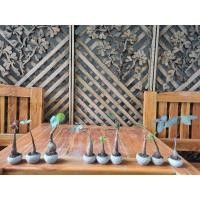 ราคา เซตมะยม+นางพิม+เขียวมงคลขายพร้อมกระถาง 120 (6634016286)