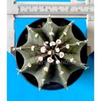 ราคา Cactus ยิมโน Gymnocalycium LB2178 Hybrid 7 Cm. (10922229637)