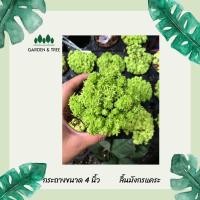 ราคา ต้นเศรษฐีแพรทองแคระ ไม้อวบน้ำ ไม้มงคล กระถางขนาด 3 นิ้ว (10607208678)