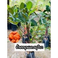 ราคา ต้นขนุนแดงสุริยา ทาบกิ่ง ต้นแข็งแรง แท้100% สูง70-80cm. (12997096746)