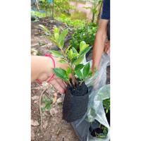 ราคา ไทรเกาหลี ต้นไม้ทำแนวรั้ว (50 ต้น) (16166957410)