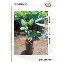 ราคา ต้นพันธุ์คูณขาวขนาด15-20cm. (18610248411)