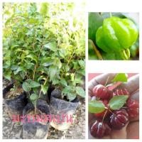 ราคา ❤#ต้นมะยมสเปน #มะยมแดง (4716860825)