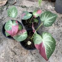 ราคา ชายชลบอนสีบอนไทยยอดนิยม (17184258894)