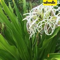 ราคา พลับพลึงพลับพลึงดอกสีขาว ไม้มงคล ไม้โบราณ กอสวย ต้นใหญ่พร้อมปลูก ส่งพร้อมถุงชำขนาด (15642115720)