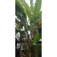 ราคา หน่อกล้วยเล็บมือนางพันธุ์กาบดำ (18179979215)