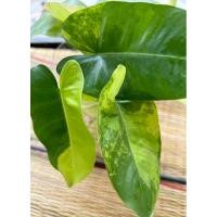 ราคา เบอร์เบิ้ลมาร์ค Burle marx กวักมรกตด่าง และกวักมรกตด่างหลุดเขียว ชำน้ำรากเดินดีแล้ว (23643188524)