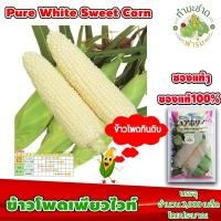 ราคา [ซองแท้ 2,000เมล็ด] เมล็ดพันธุ์ ข้าวโพด เพียวไวท์ Pure White Hokkaido Sweet Corn ข้าวโพดฮอกไกโด ข้าวโพดนมสด (5138238635)