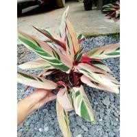 ราคา ต้นนางพญาคล้าทอง 1ต้น(ถอนล้างราก) คล้าทอง ปลูกที่เรือนปกปักรักษาคุ้มครอง (23459320261)