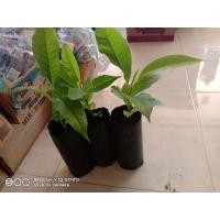 ราคา ต้นกล้าจำปีแคระ หรือจำปีจิ๋ว (9361477875)