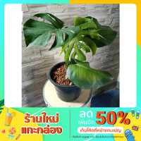 ราคา ต้นมอนสเตอร่า ไจแอนท์กระถาง 8 นิ้ว (6694256259)