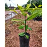 ราคา ต้นกันเกรา ขนาความสูง40-50เซนติเมตร (5344601130)