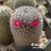 ราคา กระบองเพชร แคคตัส (Cactus) แมมเข็มเงิน (Mammillaria geminispina) ขนาด 2-3 cm  ขนาดกระถาง 2 นิ้ว จัดส่งทั้งกระถาง (6902181756)