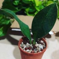 ราคา ต้นคลีบปลาวาฬ พร้อมตกแต่งห้อง เพิ่มบรรยากาศและฟอกอากาศ (6732717069)