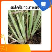 ราคา ตะไคร้ขาวพันธุ์เกษตรออร์แกนิดปลูกแบบปลอดสารเคมี (17966989308)
