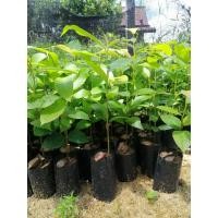 ราคา ต้นกล้ายางนา 4 ต้น 50 เซนติเมตร (6943166582)