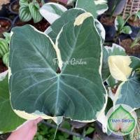 ราคา F303 ต้นถุงเงินถุงทอง ไม้ใบด่างสวย ไม้มงคลนำโชค (6542000238)