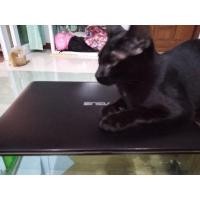 ราคา โน๊ตบุ๊คมือสอง/Notebook/asus/K441U/icore3/ram4/windows10/สภาพใช้การไม่ได้นะครับ เหมาะสำหรับช่างนำไปซ่อมขายได้สบาย (3059147853)