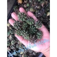 ราคา ยิมโนไม้เมล็ดจากพอตยิมโนเชื้อด่างผสมยิมโนคริส (12344787113)