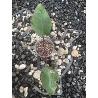 ราคา ฟิโลเดนดรอน พิงค์ปริ๊นเซส เสน่ห์ไม้ใบลายชมพู/Philodendron Pink Princess (11040829922)