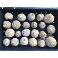 ราคา บัวบกโขด Stephania erecta ไม้โขด ฟอกอากาศ (4937222549)