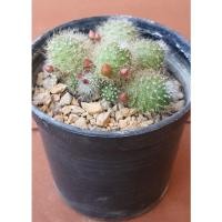 ราคา รีบูเทีย_แคคตัส ดอกสีขาวเล็กๆน่ารัก (7750786987)