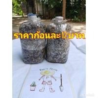 ราคา เชื้อเห็ดโคนน้อยขยาย ราคา12 บาท (7936381839)