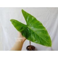 ราคา ต้นพญาจงอาง ว่านพญาจงอาง ไม้มงคล ✨ส่งทั้งต้น ต้นใหญ่ ใบใหญ่✨พร้อมกระถาง 6 นิ้ว (16008149402)