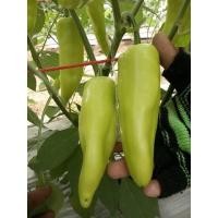 ราคา ต้นพริกหยวก พร้อมปลูกในถุงดำ 29บาท ถุงดำพร้อมปลูก (22675803824)