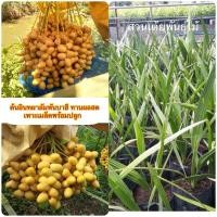 ราคา ต้นอินทผาลัมพันบาฮี ทานผลสดเพาะเมล็ดพร้อมปลูก (7140265412)