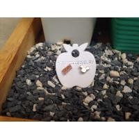 ราคา ต่างหูpink gold (166598455)