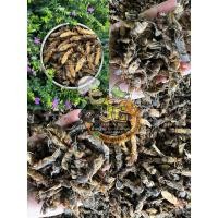 ราคา แมงกะชอนธรรมชาติสินค้าพร้อมส่งแช่แข็ง -15 องศา (20886046452)