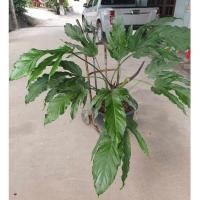 ราคา หน้าวัวตีนไดโนเสาร์ (Anthurium) ขายต้นเล็กไม้วางข้อ (23373071641)