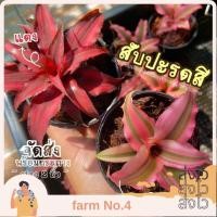 ราคา (ส่งไว) ต้นสับปะรดสีแดง สีชมพู (Cryptanthus bivittatus red/pink star ) ต้นไม้ฟอกอากาศ ต้นไม้ ตกแต่งห้อง จิ๋ว (24267647052)