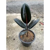 ราคา ยางอินเดียดำ♣️ส่งพร้อมกระถาง (14549568941)