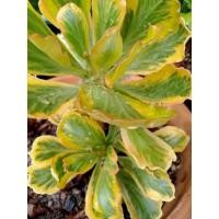 ราคา ทองอำพัน(นาคราชสีทอง) (10812630855)