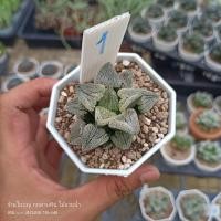 ราคา Haworthia Yukinosatoฮาโวเทียต้นตามภาพ ลูกค้าจะได้รับต้นตามภาพที่กดสั่งค่ะSucculent Echeveria กุหลาบหิน ไม้อวบน้ำ (17284832463)