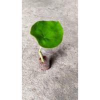 ราคา ต้นพันธุ์ หนุมานนั่งแท่น พร้อมปลูกในถุงดำ69 บาท (23981270783)