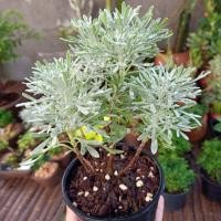 ราคา ต้นเบญจมาศเงิน ดอกสีเหลือง บอนไซ เป็นไม้ดอกชอบแดด (5026316577)