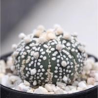 ราคา กระบองเพชร Astrophytum Asterias ’Super Kabuto’ (แอสโตรซุปเปอร์คาบูโตะ) [ส่งทั้งกระถาง!!] (5270295380)