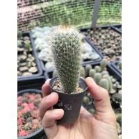 ราคา สปินโนหนามเหลือง แมมมิลลาเรีย(Mammillaria) กระบองเพชร แคคตัส cactus (5376749282)