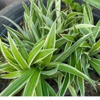 ราคา ว่านเศรษฐีเรือนนอก ไม้ประดับ เป็นต้นไม้มงคล ไห้สิริมงคลกับเรา (8074936891)