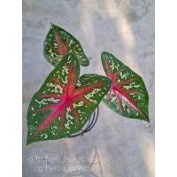 ราคา บอนสี - เจ้ากรุงไกรเซอร์ (11564654457)