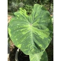 ราคา Colocasia Lemon Lime Gecko ตัดสดหุ้มรากส่ง (11850122965)