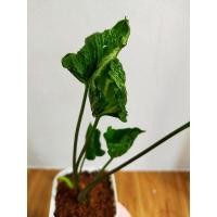 ราคา ต้นห่อเงินห่อทองแคระ (8065356751)