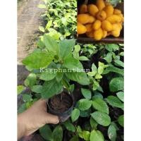 ราคา ต้นกล้วยอีเห็นขายราคา​ถูก​พร​้​อ​มส่ง​(ประกัน​สินค้า​ทุก​กรณี)​ (9818176875)