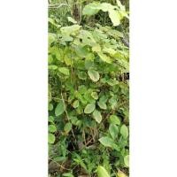 ราคา ประดู่แก่นดำ ขนาดต้น 30 ซม (1ชุด 5ต้น) (17727511416)