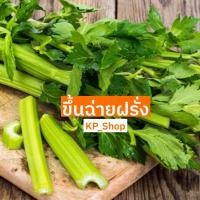 ราคา เมล็ดพันธุ์ ผักขึ้นฉ่ายฝรั่ง 1,000 เมล็ด (4076999363)